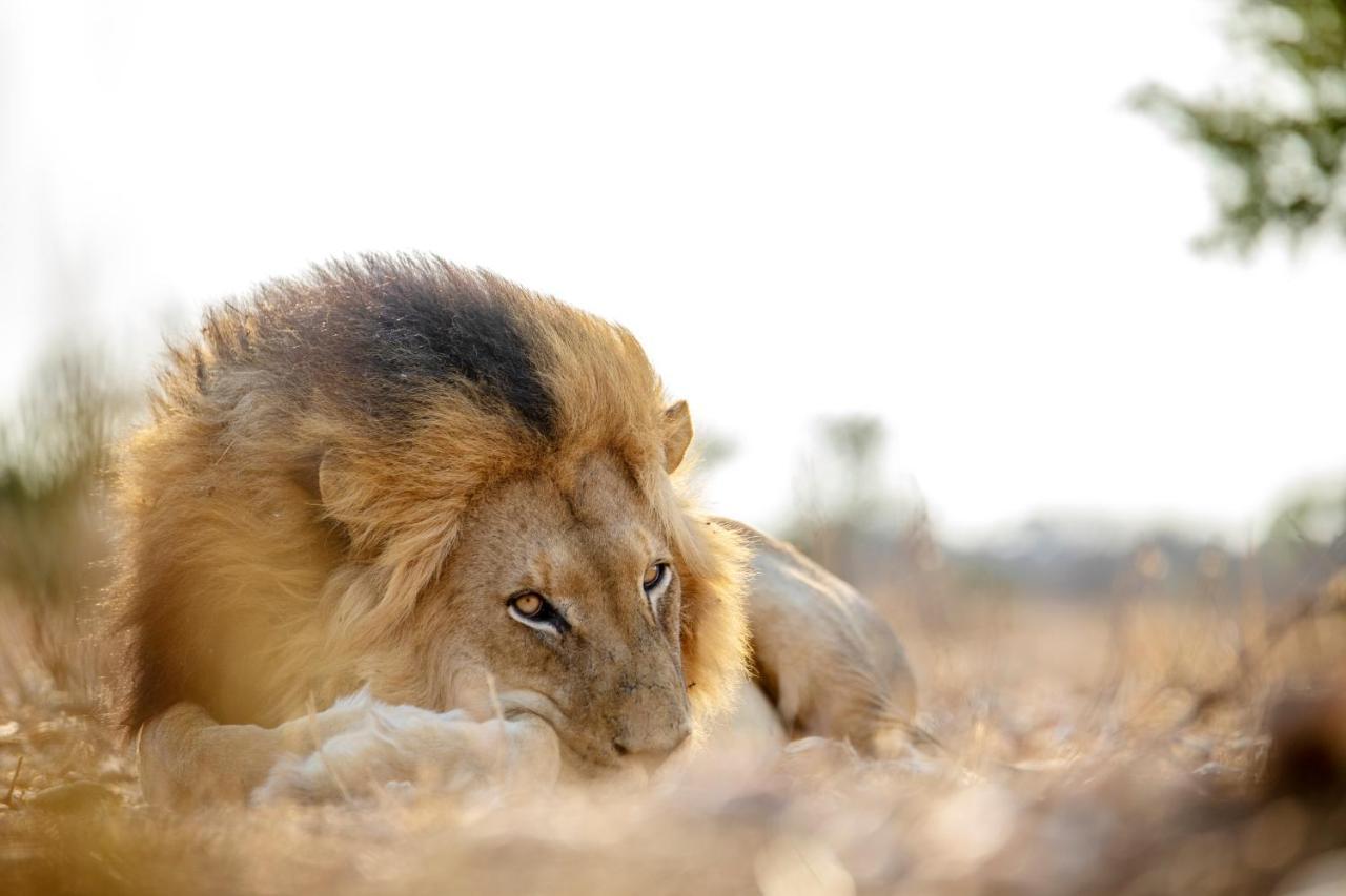 فيلا كامب جابولاني لودج Kapama Game Reserve المظهر الخارجي الصورة