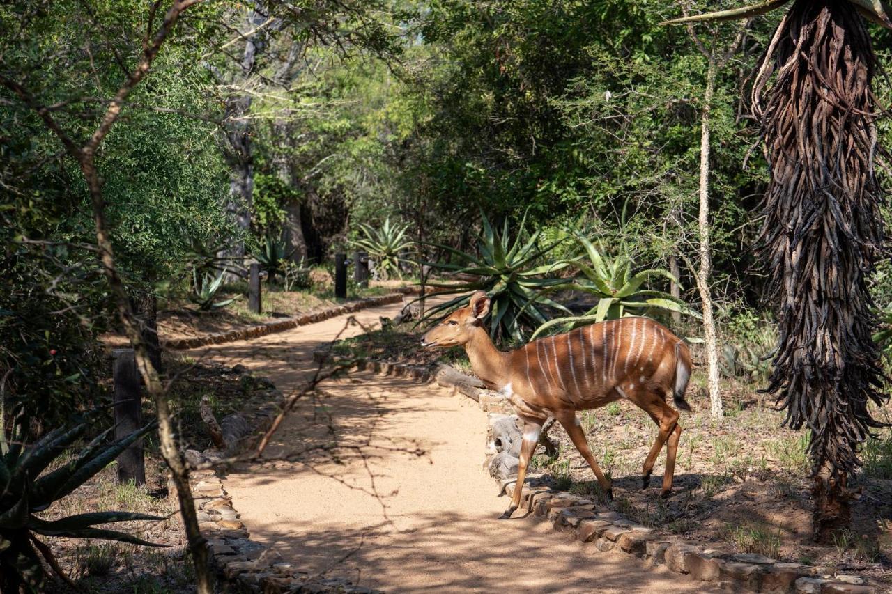 فيلا كامب جابولاني لودج Kapama Game Reserve المظهر الخارجي الصورة